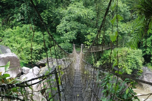 indische naturbrücken wurzel weinreben wild
