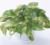 Frische pflegeleichten Zimmerpflanzen, die das Interieur verbessern