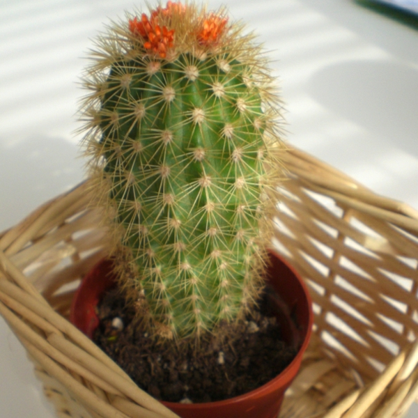 giftige stoffe entfernen kaktus blumentopf grüne pflanzen blühen