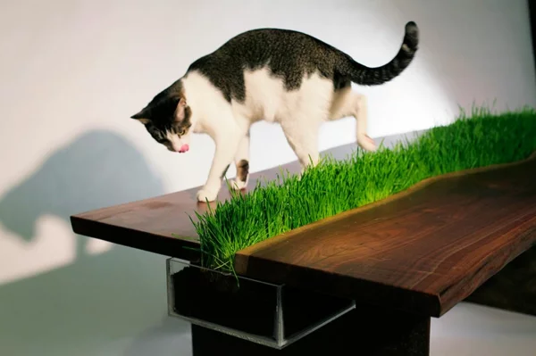 katzenmöbel umweltfreundlich design pflanzen tisch