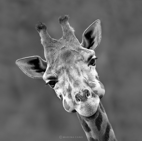 kunst kultur coole fotos fotografie giraffe
