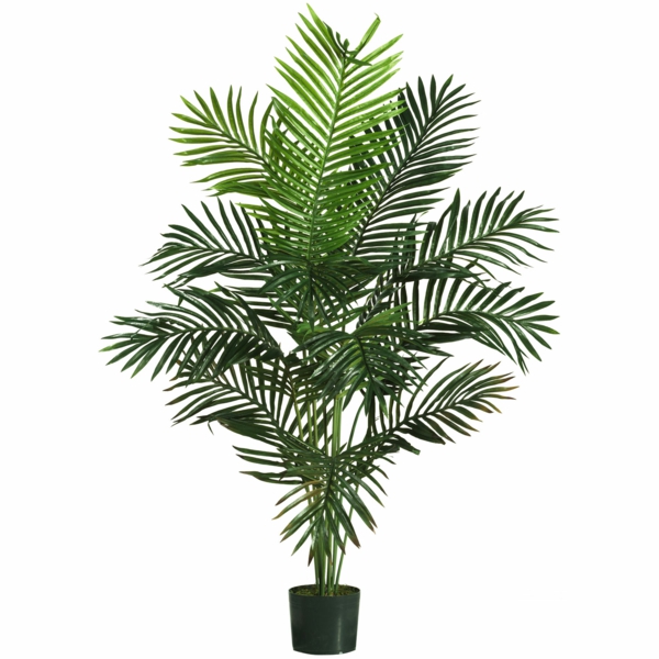 Zimmerpalmen Bilder Welche Sind Die Typischen Palmen Arten
