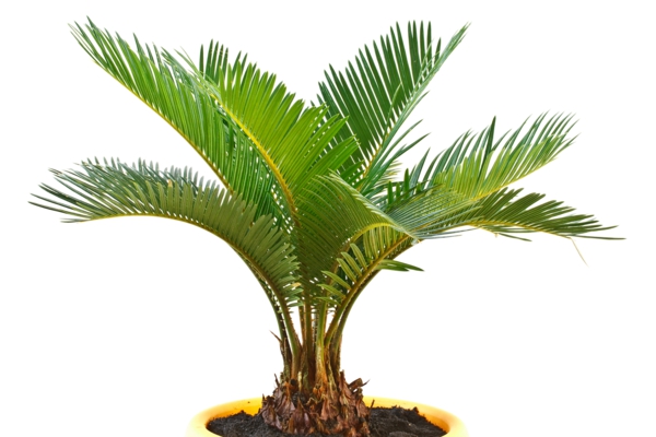 Mini palmen - Bewundern Sie dem Sieger