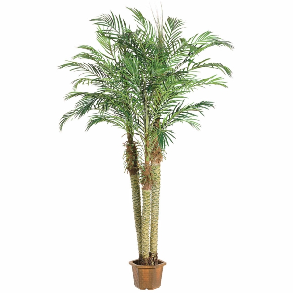 palmen fürs zimmer palmenarten bilder topfpflanzen pflegeleicht