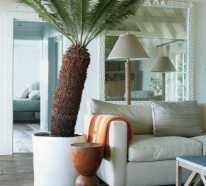 Zimmerpalmen Bilder – welche sind die typischen Palmen Arten?