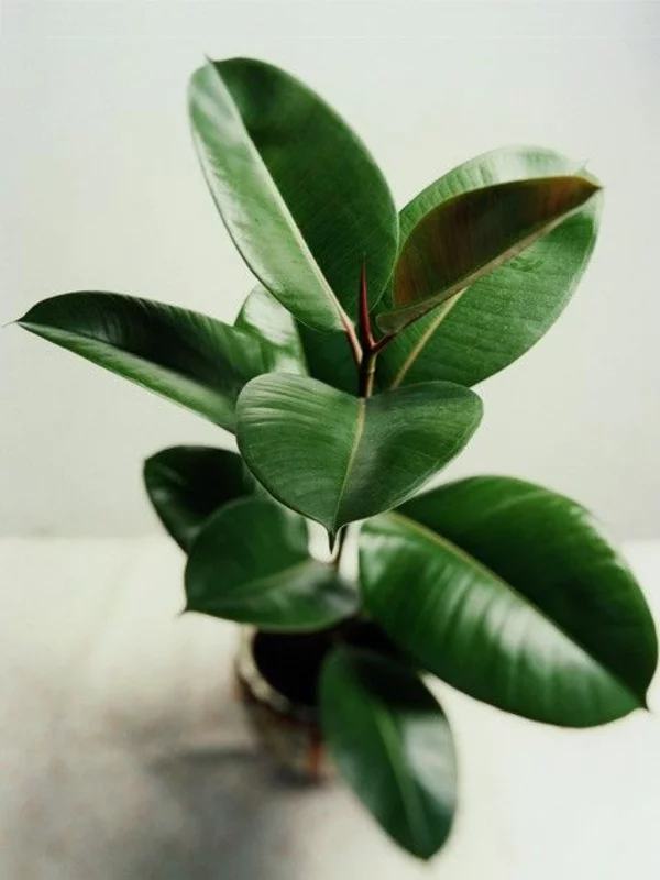 Gummibaum mit sattgrünen Blättern pflegeleichte Topfpflanze gehört zu den beliebtesten Zimmerpflanzen 