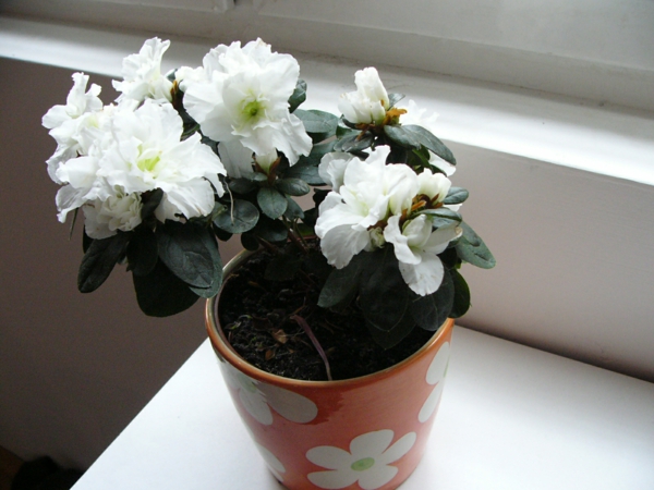  blumentopf zimmerpflanzen weiß azalee