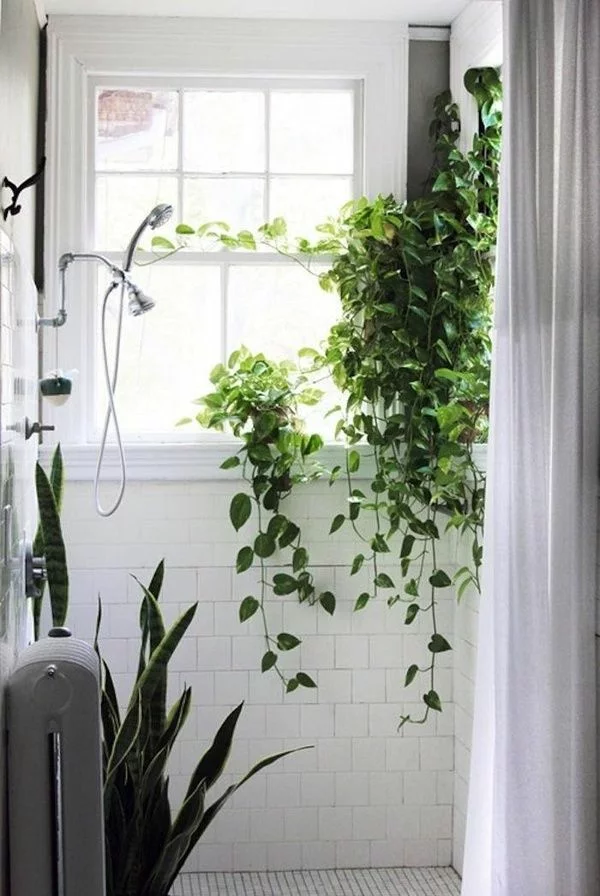 welche Zimmerpflanzen brauchen wenig Licht Efeutute im Badezimmer 