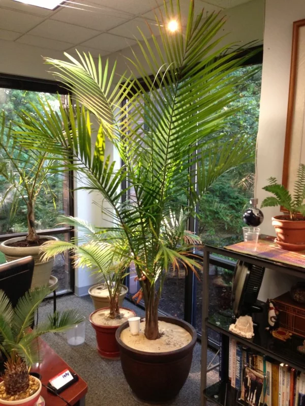 zimmerpalmen bilder palmen arten arbeitszimmer einrichten