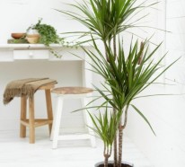 Zimmerpalmen Bilder – welche sind die typischen Palmen Arten?