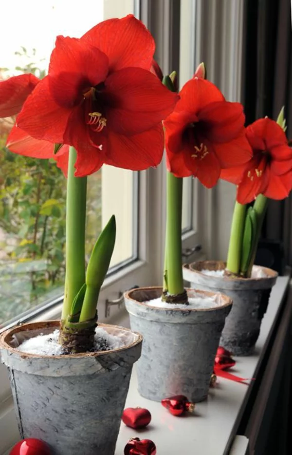  beliebteste Zimmerpflanzen blühender Ritterstern mit roteb Blüten Amaryllis im Topf 