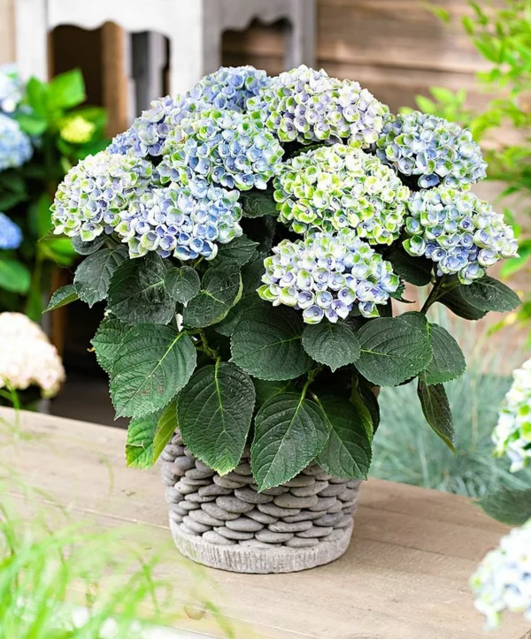  beliebteste Topfpflanzen blühende Hortensie mit hellblauen üppigen Blüten 