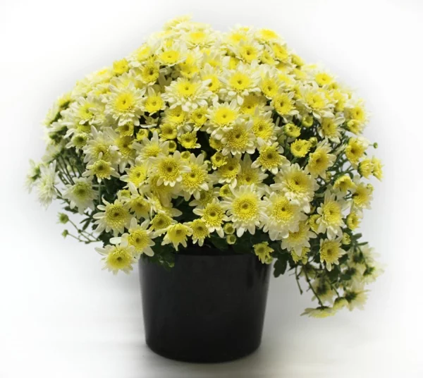  beliebteste Zimmerpflanzen blühende gelbe Chrysanthemen im schwarzen Topf