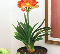 Blühende Zimmerpflanzen – farbige Deko Ideen mit Pflanzenarten, die blühen