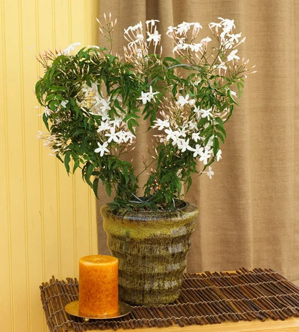 blühende Zimmerpflanzen weißer Jasmin attraktive Topfpflanze als Raumdeko 