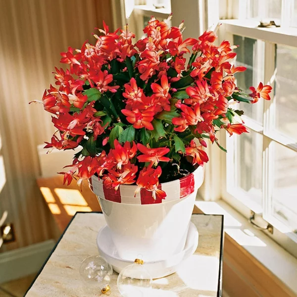 Schumbergera Weihnachtskaktus zeigt im Winter rote Blüten attraktive Deko 