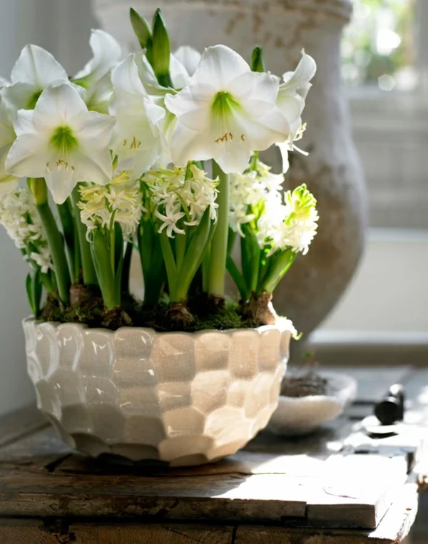 blühende Zimmerpflanzen als Raumdeko im weißen Topf weiße Hyazinthen Amaryllis Rittersterne