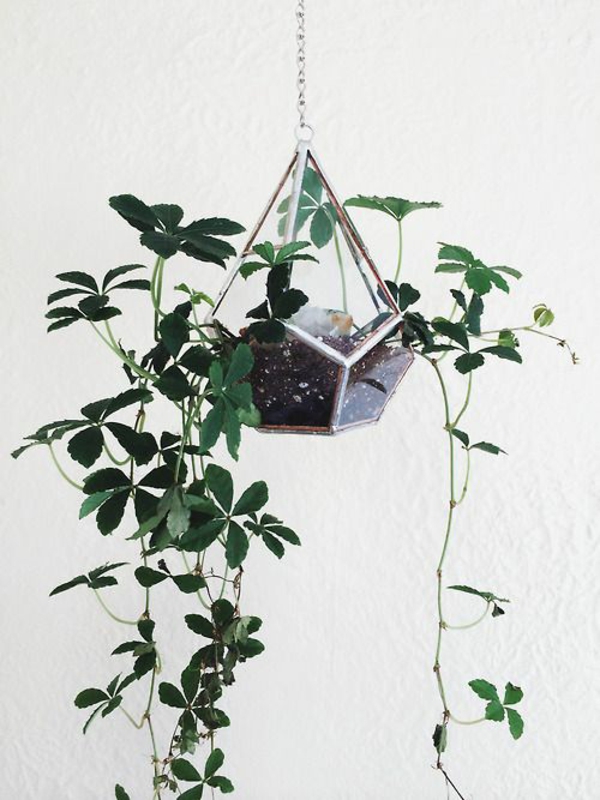 zimmerpflanzen hängend topfpflanzen terrarium diamant pflanzgefäß designer ideen