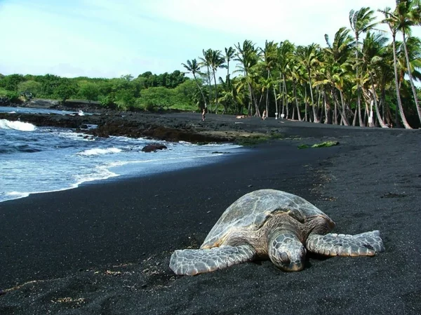 palmen schönsten Strände weltweit Hawaii schildkröte