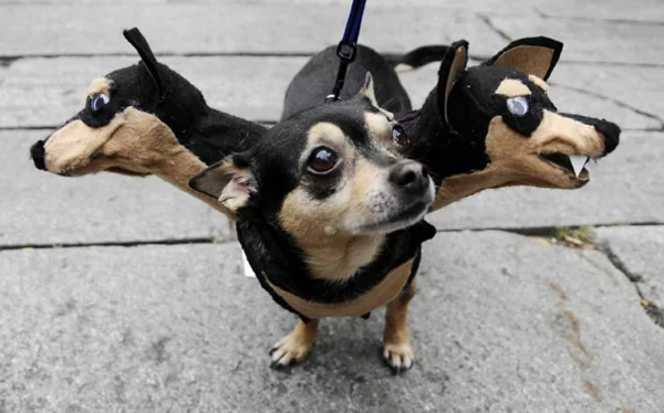 Halloween Kostüme für Haustiere dreiköpfig hund