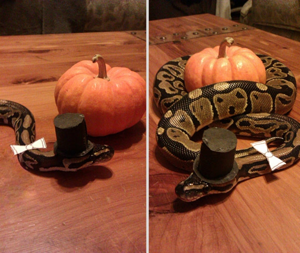 Halloween Kostüme Haustiere herr Pythonschlange