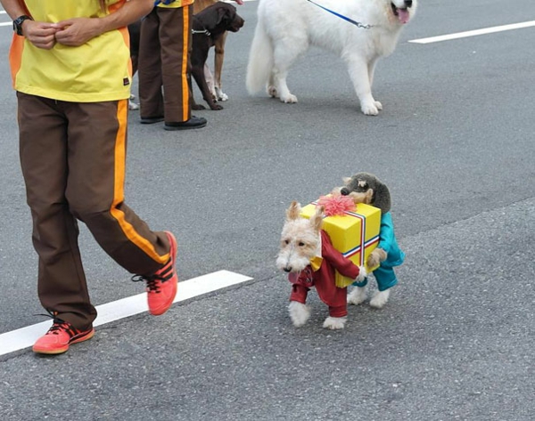 Halloween Kostüme für Haustiere hunde geschenk
