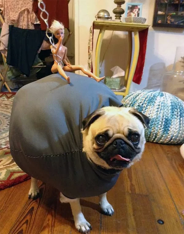 Halloween Kostüme für Haustiere miley wrecking ball