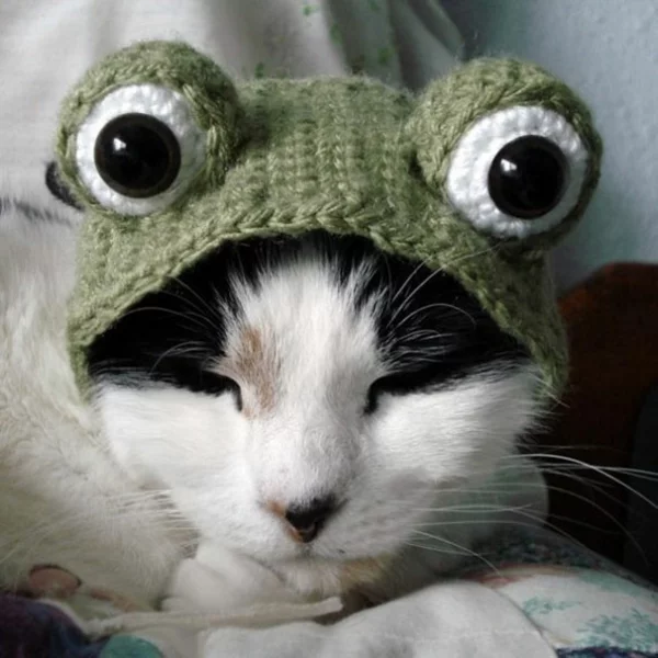 Halloween Kostüme für Haustiere strickwaren frosch