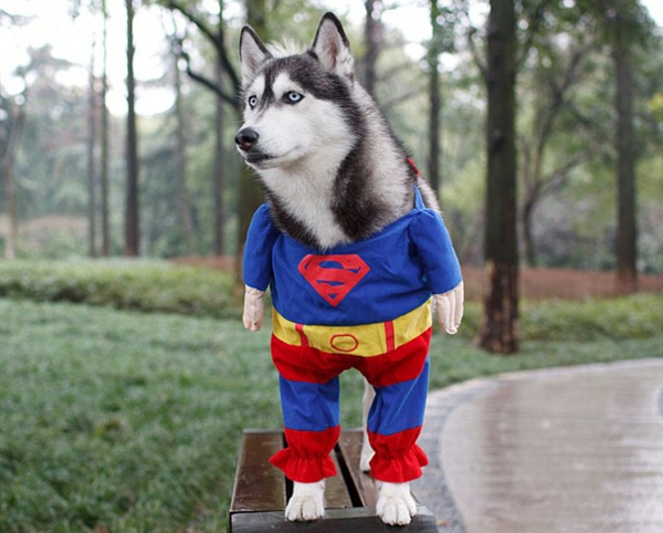 Halloween Kostüme für super hund