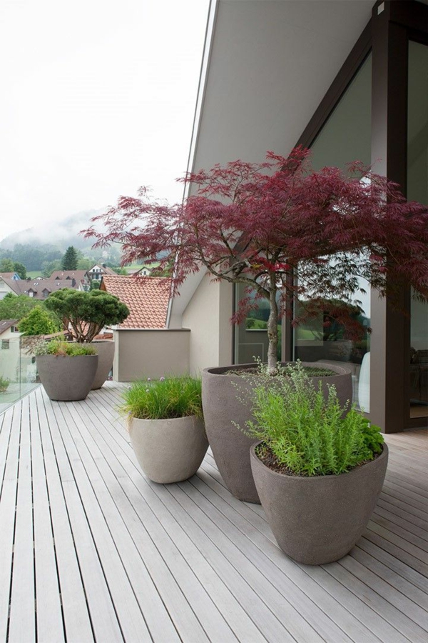 inspirierende terrassengestaltung pflanzen baum