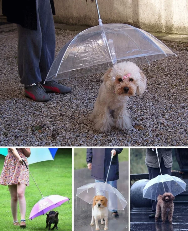 lustige regenschirme haustiere hunde