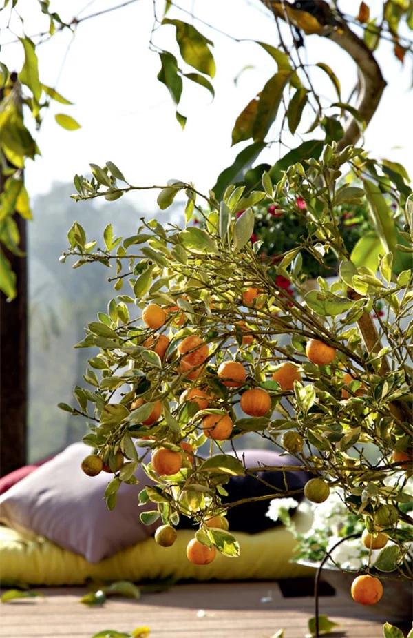 terrassengestaltung modern balkonpflanzen zimmerbäumchen orangenbaum