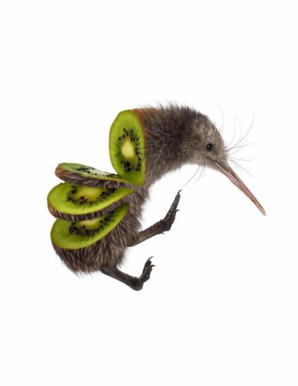 animal Food Collagen von Tieren mit Obst und Gemüse kiwi