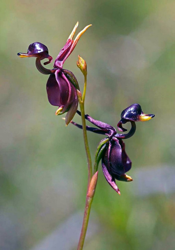 Blume Tiere aussehen purpurrote farben enten schwarz
