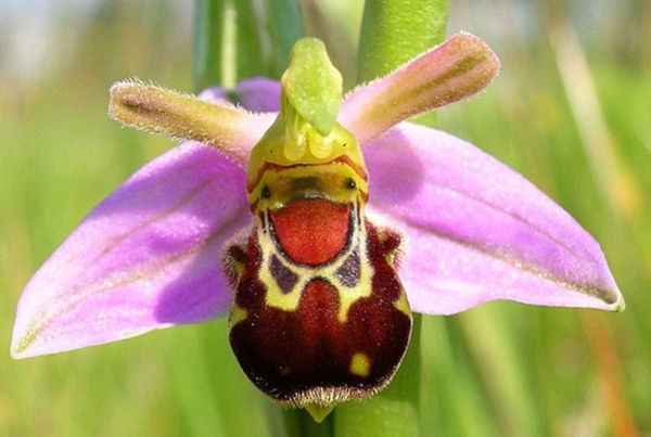 Blumenarten fliegen Tiere aussehen lachend biene