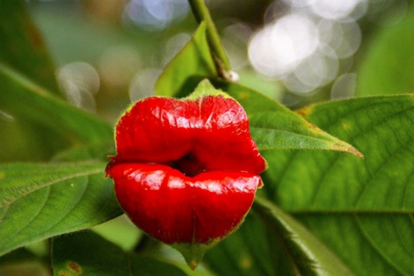 Blumenart Tiere aussehen damen rot lippenstift lippen
