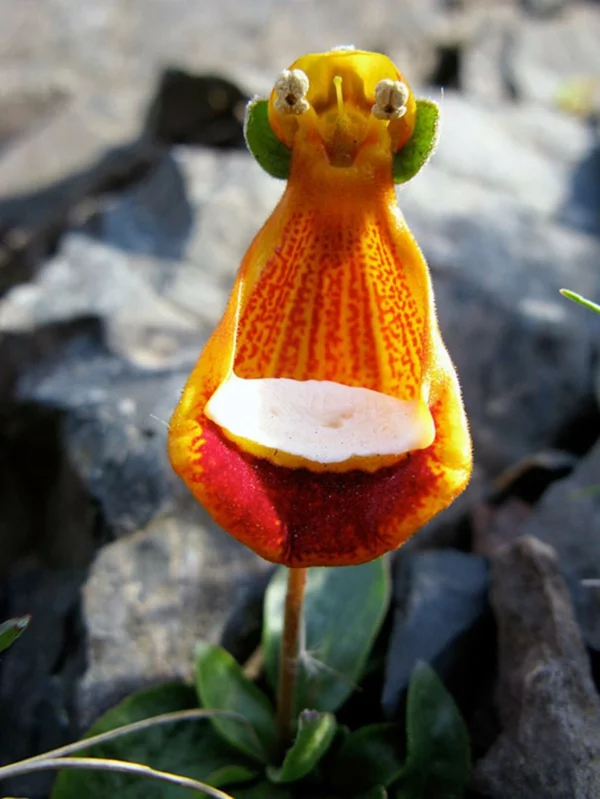 Blumenart Tiere lustig alien aussehen pflanzen