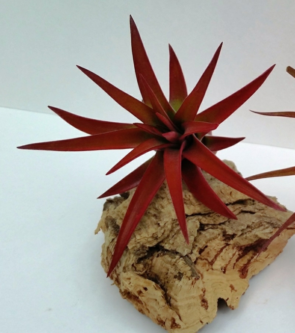 dunkel rot blattwerk Pflanzgefäße für Luftpflanzen exotisch
