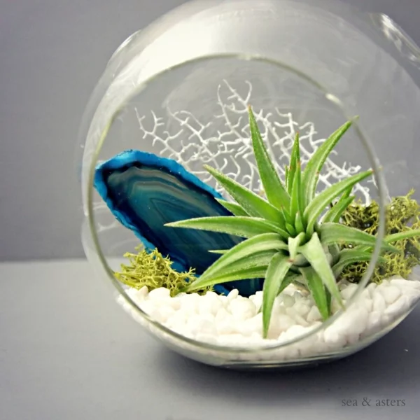 Moderne Pflanzgefäße für Luftpflanzen glas kiesel