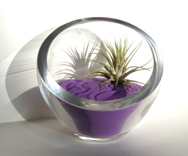Moderne Pflanzgefäße für Luftpflanzen glas rund