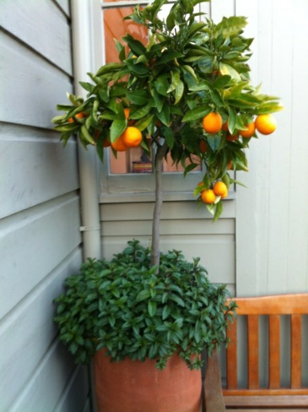 gartenideen herbst garten topfpflanzen exotische pflanzen orange baum
