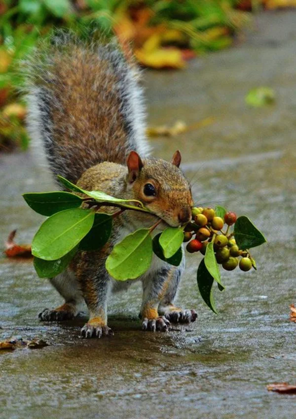 Gartengestaltung Ideen Ernte sammeln wie Eichhörnchen Eicheln sammeln 