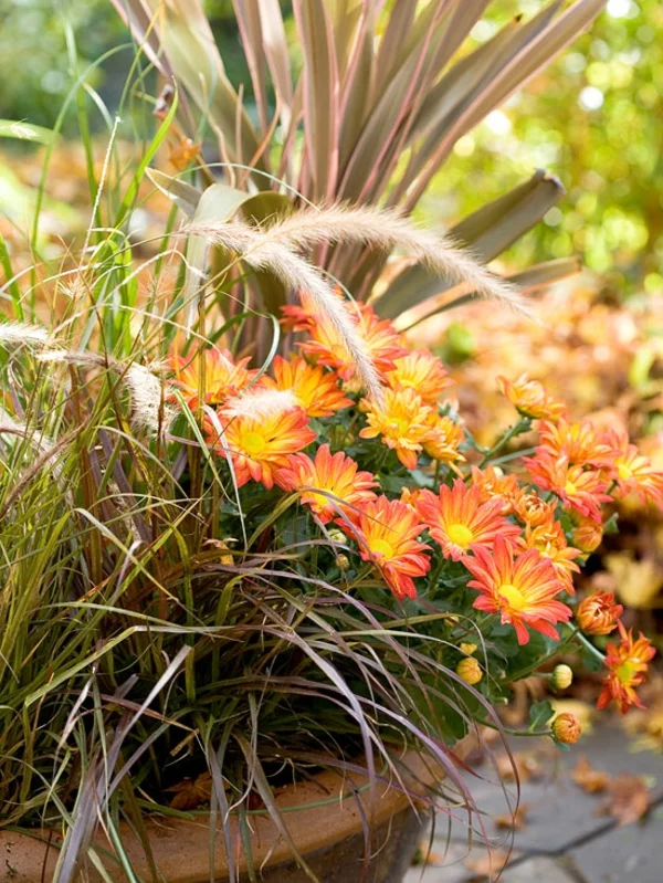 farbenfrohe Herbstblumen im Außenbereich pflegen Gartengestaltung Ideen in Bildern 