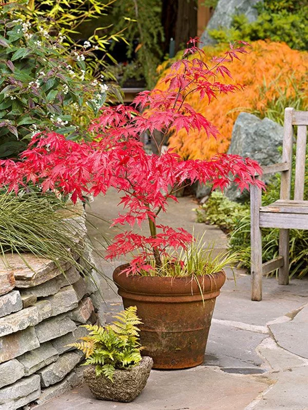 farbenfrohe Herbstblumen in Töpfen pflegen Gartengestaltung Ideen in Bildern 