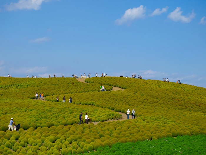 hitachi park japan schöne landschaftsbilder frühling saisonende grün natur