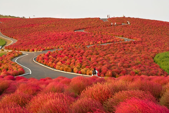 hitachi park japan schöne landschaftsbilder malen rot saisonende