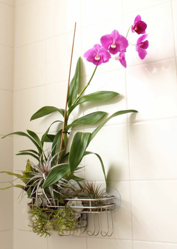 orchidee zimmerpflanzen bilder topfpflanzen wanddeko ideen wandfliesen