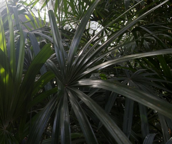 palmenarten zimmerpflanzen rhapis excelsa lady palm große steckenpalme