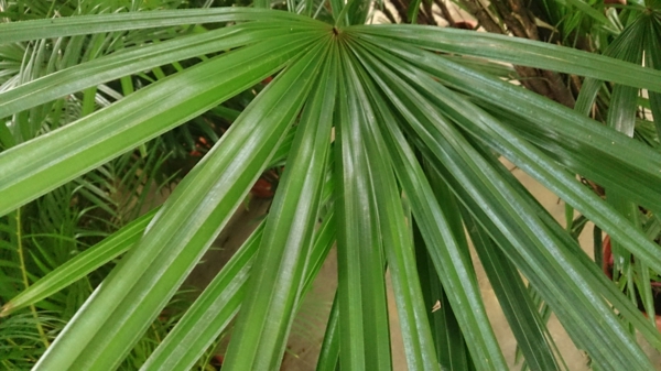palmenarten zimmerpflanzen rhapis excelsa lady palm grünpflanzen blattwerk