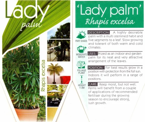 palmenarten zimmerpflanzen rhapis excelsa lady palm steckenpalme